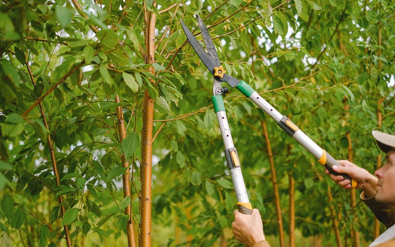 Tree trimming in Saint Libory, NE