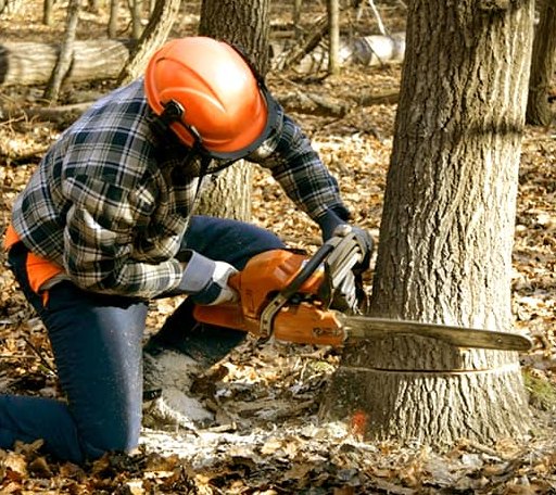 Tree Removal in Saint Libory, NE